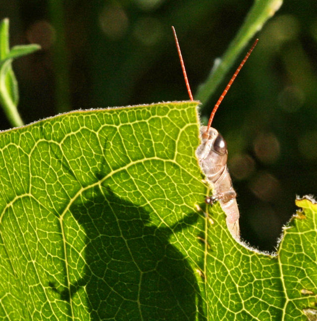 grasshopper2b.jpg