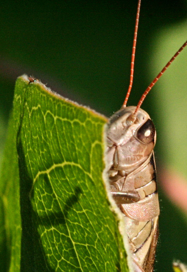 grasshopper3b.jpg
