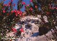 pamukkale1