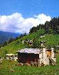 ayder