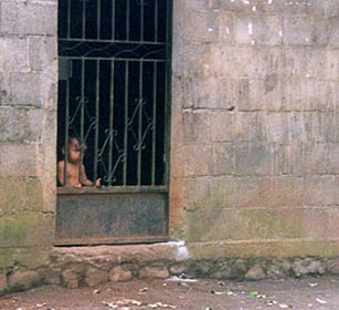 houseboy.jpg (24366 bytes)