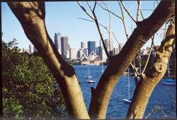 sidney through trees