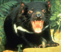 Tasmanian Devil