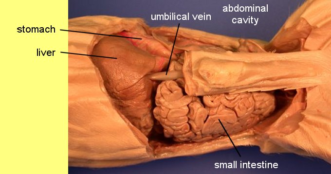 pigoral1c.jpg (45825 bytes)