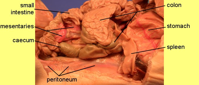 pigoral1c.jpg (45825 bytes)