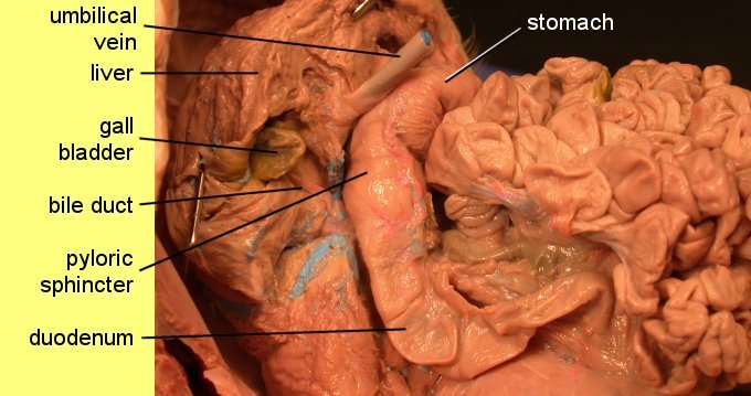 pigoral1c.jpg (45825 bytes)