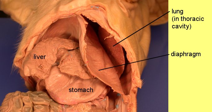 pigoral1c.jpg (45825 bytes)