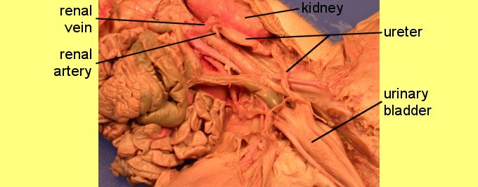 pigoral1c.jpg (45825 bytes)
