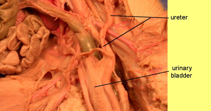 pigoral1c.jpg (45825 bytes)