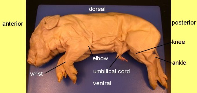 pigoral1c.jpg (45825 bytes)