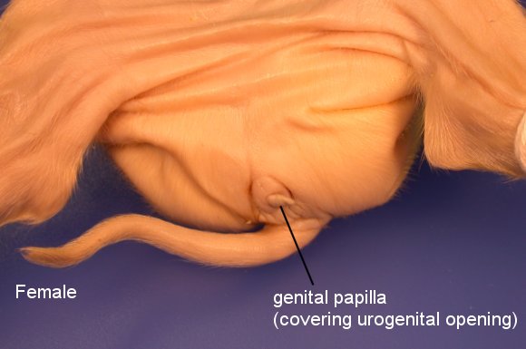 pigoral1c.jpg (45825 bytes)