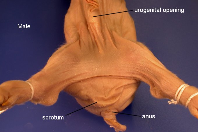 pigoral1c.jpg (45825 bytes)