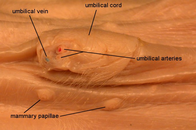 pigoral1c.jpg (45825 bytes)