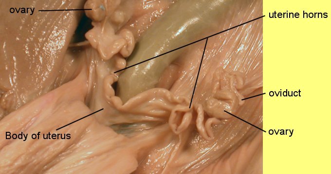 pigoral1c.jpg (45825 bytes)