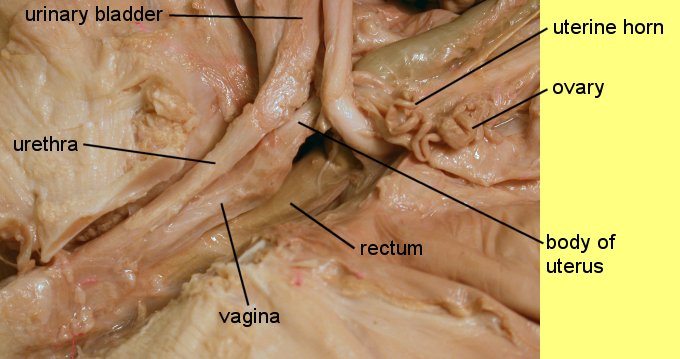 pigoral1c.jpg (45825 bytes)