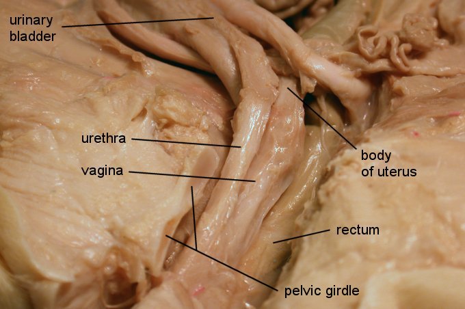 pigoral1c.jpg (45825 bytes)