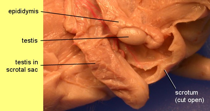 pigoral1c.jpg (45825 bytes)