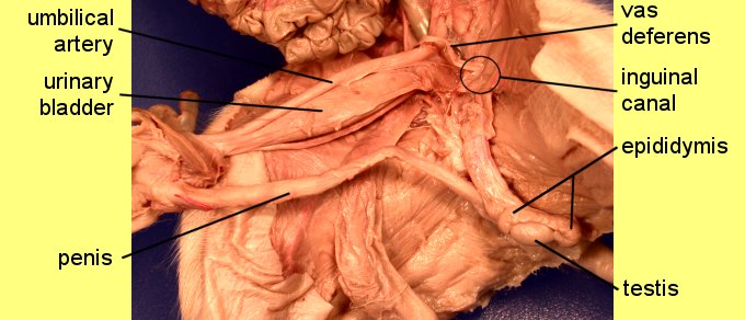 pigoral1c.jpg (45825 bytes)