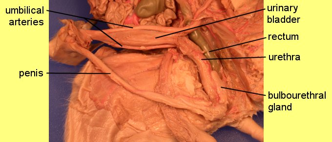 pigoral1c.jpg (45825 bytes)