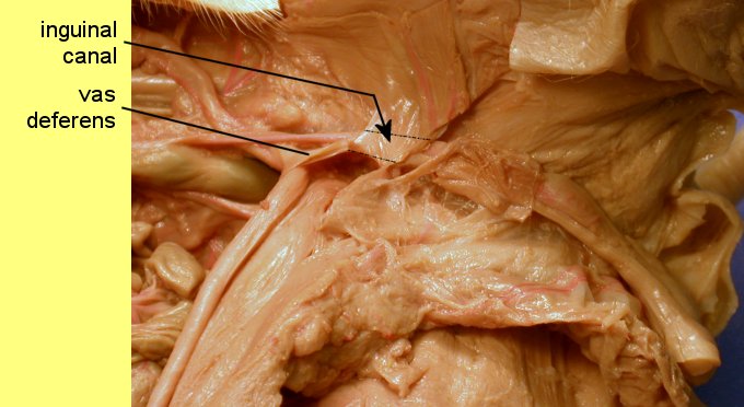 pigoral1c.jpg (45825 bytes)