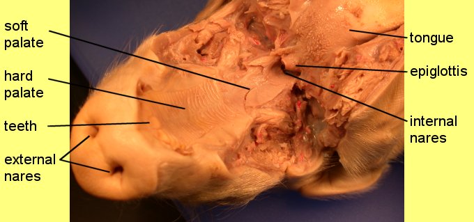 pigoral1c.jpg (45825 bytes)