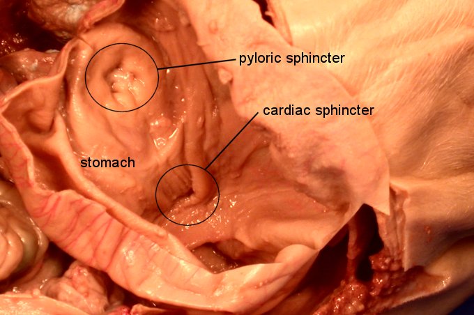 pigoral1c.jpg (45825 bytes)