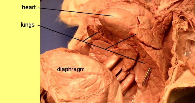 pigthoracic1c.jpg