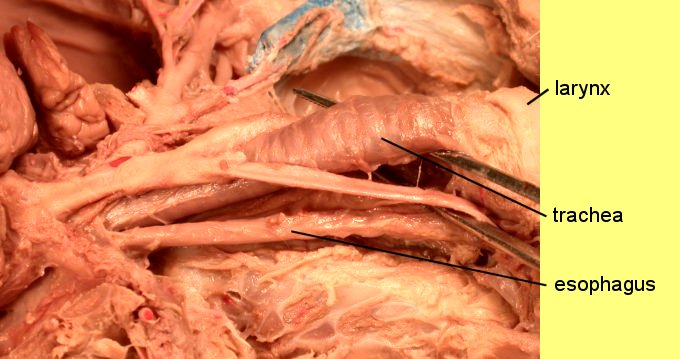 pigthoracic4c.jpg
