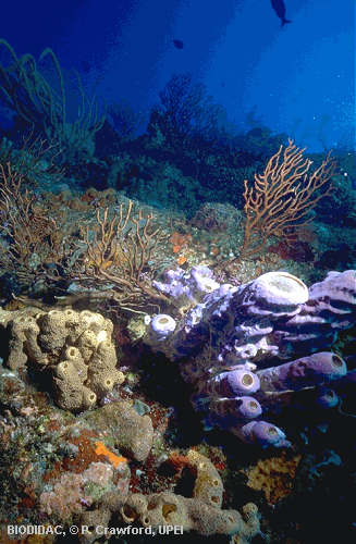 corals and sponges.gif (86457 bytes)